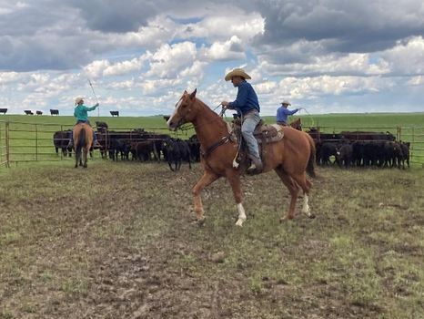 Cowboy in der USA