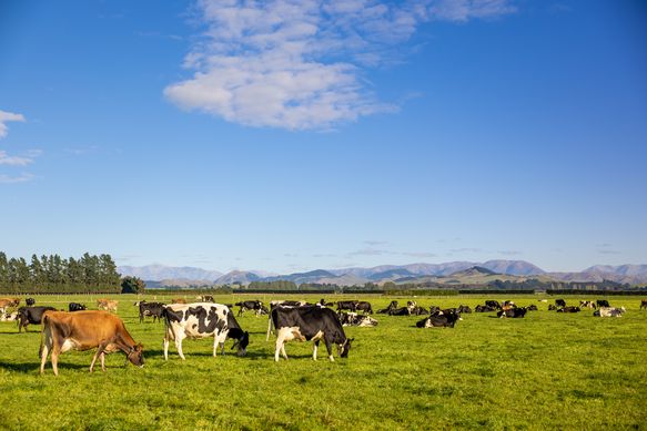 Farm in Neuseeland